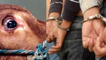 Photo of गाय के साथ शोएब ने किया बर्बरता गाय को अकेला पाकर किया क्रूरता