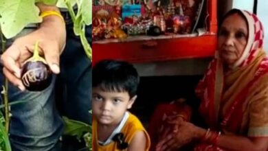 Photo of खेत में मिला राम नामी बैगन बैगन में राम लिखा देखकर लोग हुए अचरज