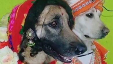 Photo of पालतू जानवर को ग्रामीणों ने दुल्हन की तरह सजाया कानों में पहनाई बाली