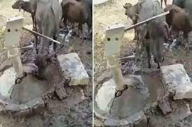 Photo of भैंस ने खुद हैंडपंप चलाकर पिया पानी