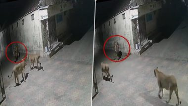 Photo of दो शेरनियां नहीं कर सकी एक बैल का शिकार