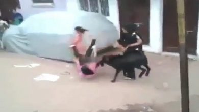 Photo of बकरे ने बेवजह सड़क पर जा रही लड़की को उठाकर पटका
