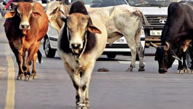 Photo of कानपुर:जिम्मेदारों की लापरवाही योगीराज में गायों की दुर्दशा