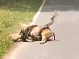 Photo of हिरण को निगलने की कोशिश कर रहा था अजगर हिरण को अजगर के चुंगल से युवक ने छुड़ाया