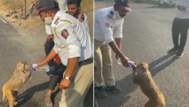 Photo of सड़क पर प्यास से तड़प रहे बंदर के पास आया पुलिसवाला, फिर किया दिल छू लेने वाला काम