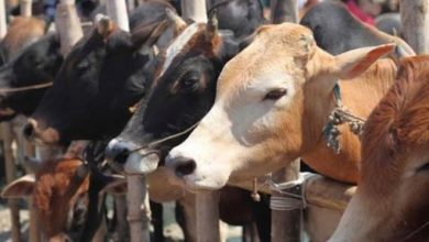 Photo of ट्रक से भाग रहे पशु तस्कर बीच-बीच में गायों को सड़क पर फेकते आये नज़र